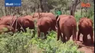 Heartbreaking: Baby elephant mourns mom killed by poachers