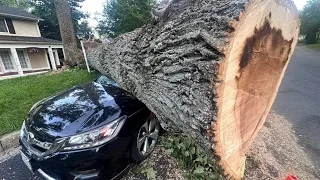 Tree comes crashing down on several parked cars in Fairfax County
