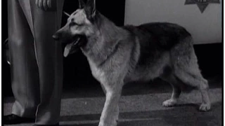 Lassie - Episode #260 - "The Outlaw" - Season 8 Ep. 5 - 10/08/1961