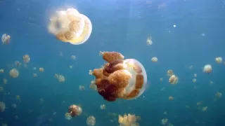 Palau Jellyfish Lake 4K