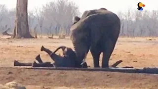 Herd Of Elephants Saves Another Family's Baby  | The Dodo