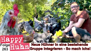 Neue Hühner in eine bestehende Gruppe integrieren - Hackordnung - Vergesellschaftung HAPPY HUHN E263