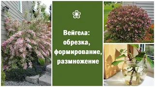 ❀ Вейгела: обрезка, формирование и размножение