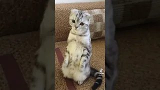 Tiktok so cute cat video😄😄 funny cat|komik kedi videoları#18