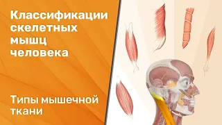 Классификации (типы) скелетных мышц человека. Типы мышечной ткани.