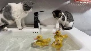 Kitten helps duckling swim and take a bath