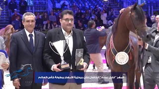 بطولة كأس العالم لجمال الخيل العربية - باريس 2018