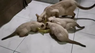 My Siamese Mom and her kittens having a breakfast 😍😺