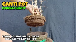 Cara paling aman ganti pot bonsai serut