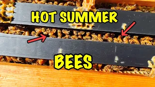 HOT Summer Backyard BEES - Strong vs Weak
