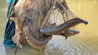 Net Fishing - Big Fish Catching Using by Cast Net in The Village Beautiful Pond.