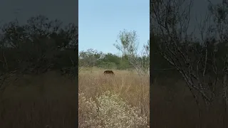 60 yard heart shot on cow nilgai with bow