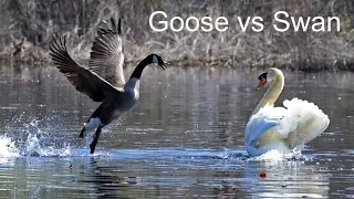 Swan vs goose fight