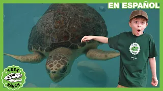 Rescatando a las tortugas marinas | Videos de dinosaurios y juguetes para niños