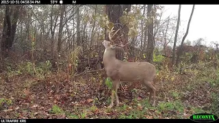 Mock Scrape Secrets for Deer Hunting Success