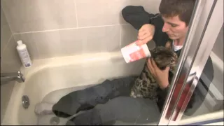 Bath Time!!! Linus Cat Tips #18