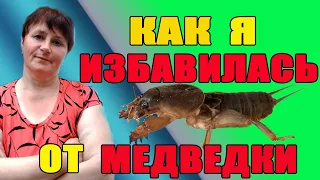 Как я избавилась от медведки. Простой и верный способ.