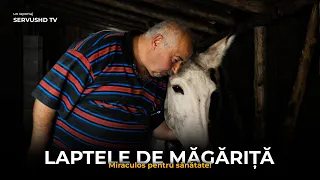 Laptele de măgăriță - Miraculos pentru sănătate!