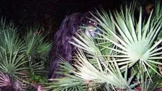 The Myakka Skunk Ape photos: Why I think it’s a real Skunk Ape.