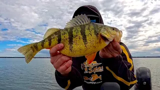 Lake Simcoe Pre-Spawn Perch (Eclipse Edition)