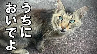 飼育放棄の痩せた猫をうちの子に…(三男猫しょうちゃんとの2年間)【保護猫・老猫】