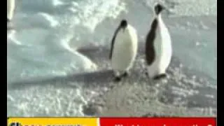 наглый пингвин.flv