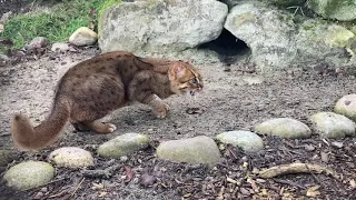 🔴  LIVE: Nuwara the Rusty-Spotted Cat