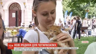 Волонтери влаштували благодійний захід у Вінниці, аби знайти родини для чотирилапих