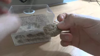 Formicarium / Karınca Çiftliği incelemeleri - Koloniler