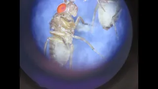 Fruit fly under the microscope