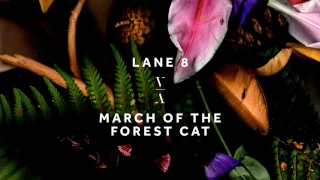 Lane 8 - March of the Forest Cat