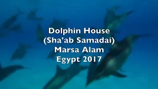 Dolphin House (Sataya Reef) - Marsa Alam - Egypt