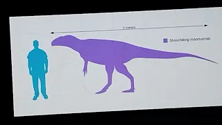 Cretaceous profile Shaochilong