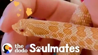 This Snake Loves To Cuddle In The Sweaters His Mom Makes Him | The Dodo Soulmates