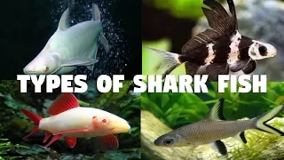 Types of Shark fish for Aquarium