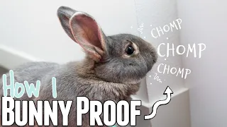 How I Bunny Proof!