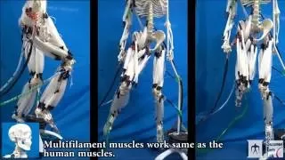 Musculoskeletal Robot Driven by Multifilament Muscles