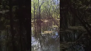 REAL SKUNK APE in Florida Swamp (raw footage)