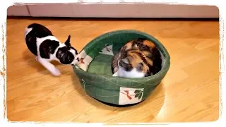 ПРИКОЛЫ С ЖИВОТНЫМИ смешные собаки и кошки | FUN WITH ANIMALS funny dogs and cats #404