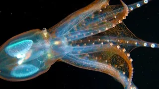 The Glass Octopus: Crystalline Enigma