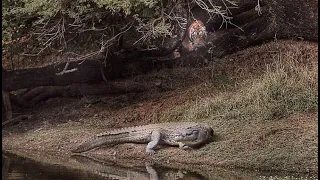 Tiger vs crocodile: all about the attack of the tigress Machli on the mugger crocodile