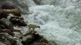 Baby Mountain Goat Braves Rapids | North America