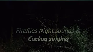 Fireflies Night sounds & Cuckoo singing