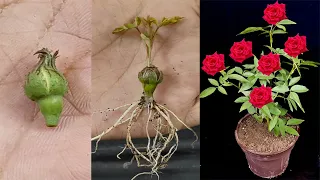 The method of growing roses from buds the whole world does not know | How to propagate Roses