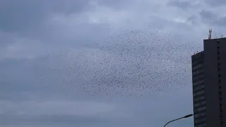 Мурмурация птиц в центре Москвы