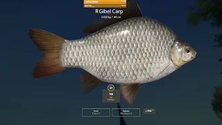 Russian Fishing 4 - Trophy Gibel at Old Burg, again!!