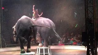 Elephant at Circus?!