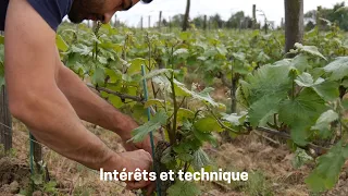 L'ébourgeonnage pour les débutants