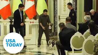 Ukrainian service dog awarded by Zelenskyy | USA TODAY