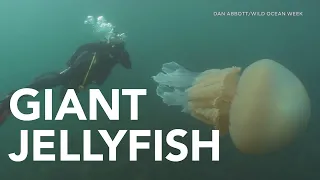 Giant Jellyfish spotted by diver outside of England